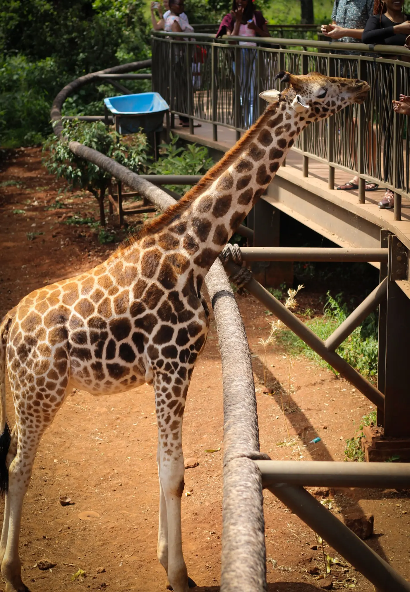 Giraffe Centre Experience