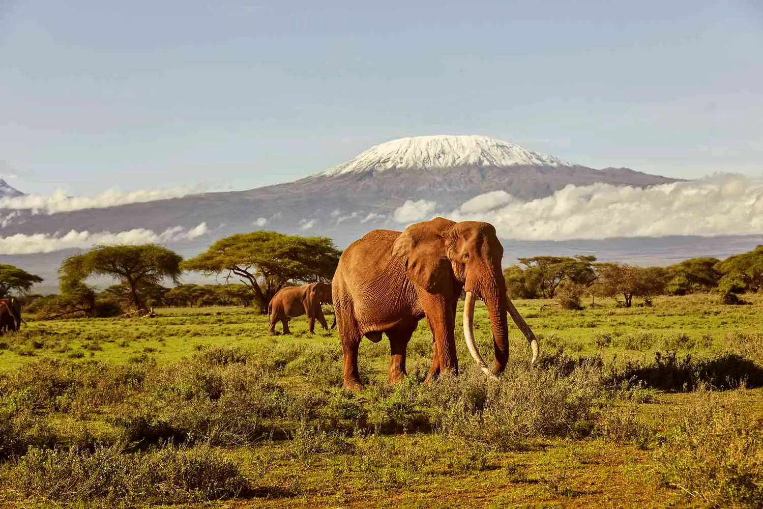 Amboseli elephants in Kenya
