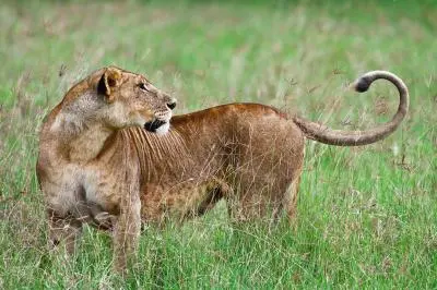 Full Day Game Drive In Serengeti Central in Tanzania