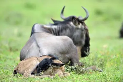 Enter Ngorongoro Conservation Area in Tanzania