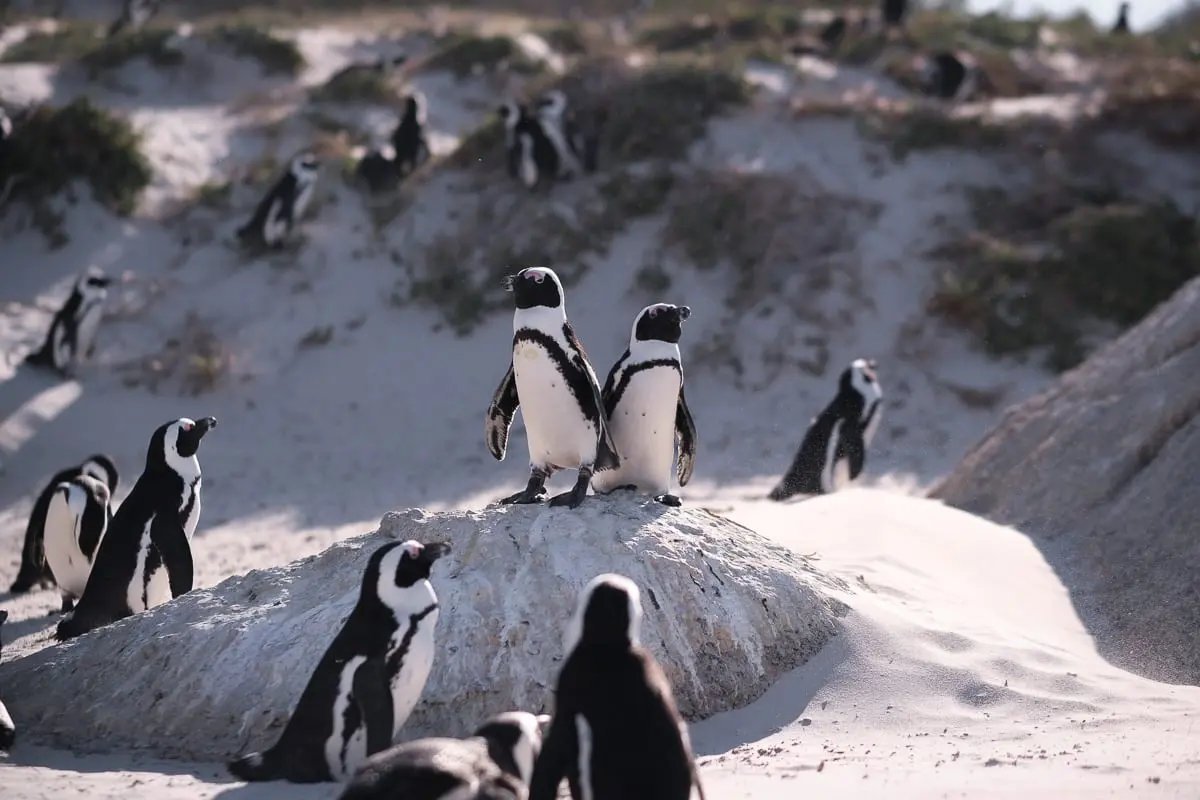 Boulders Penguins in South Africa